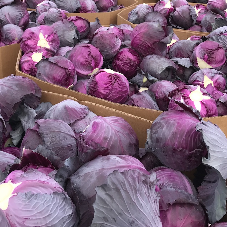 Crop insurance deadline nears for Georgia cabbage growers
